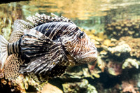 underwater
